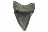 Fossil Megalodon Tooth - South Carolina #365792-1